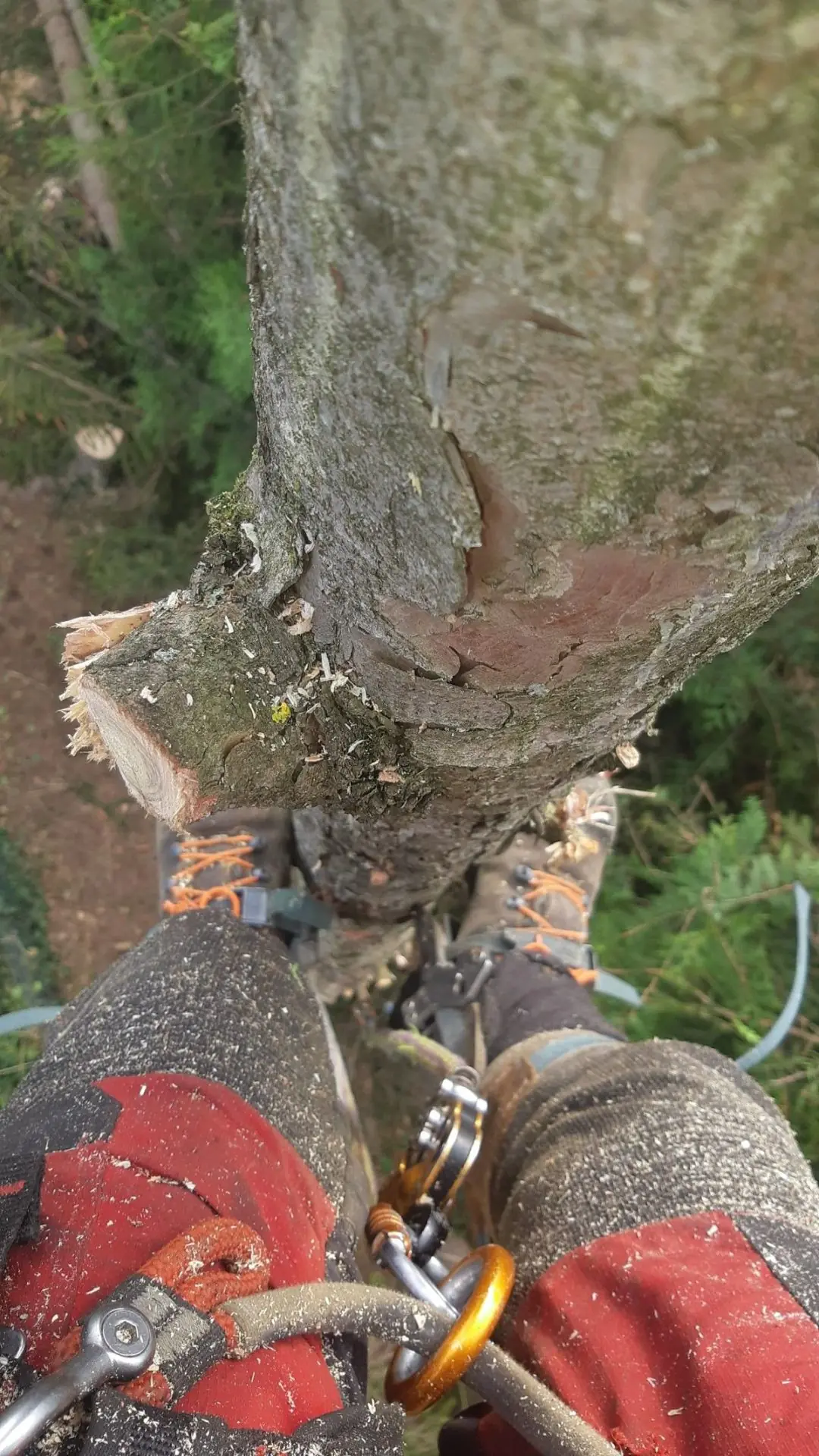 Subcontract Tree Climber Large & Emergency Tree Removal Hudson WI | Tarzan Tree