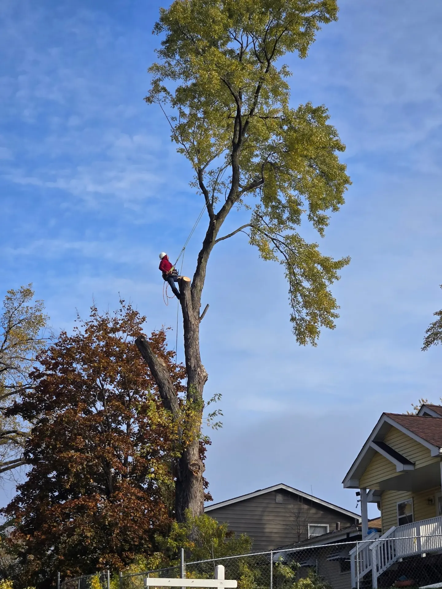 Tree Rigging Skyline Tree Removal Photo Gallery | Hudson WI & Twin Cities | Tarzan Tree